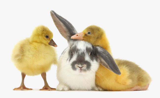 Ducklings And Bunnies PNG, Clipart, Animal, Bunnies Clipart, Cute, Ducklings Clipart, Lovely Free PNG Download