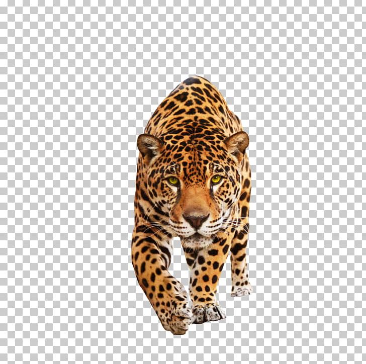 Jaguar Felidae Black Panther Lion Cat PNG, Clipart, Animal, Animals, Big Cat, Big Cats, Biological Free PNG Download