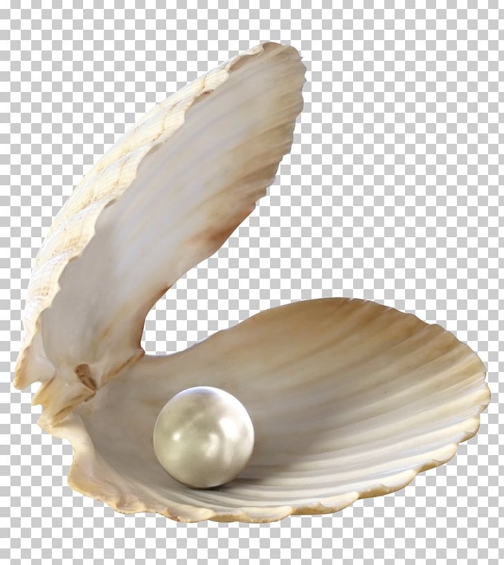 Pearl Seashell Jewellery PNG, Clipart, Animals, Beach, Clam, Clams Oysters Mussels And Scallops, Cockle Free PNG Download