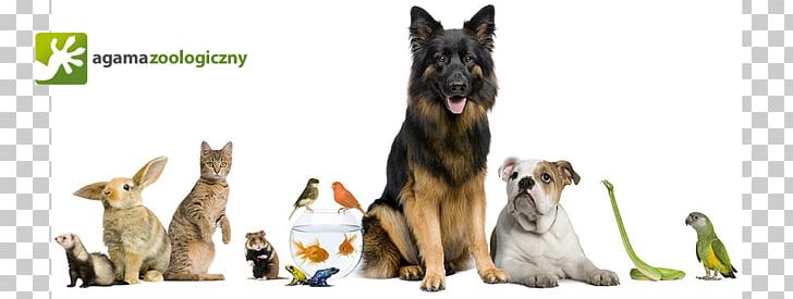 Pet Sitting Cat Dog Veterinarian PNG, Clipart, Animal, Animals, Carnivoran, Dog, Dog Breed Free PNG Download