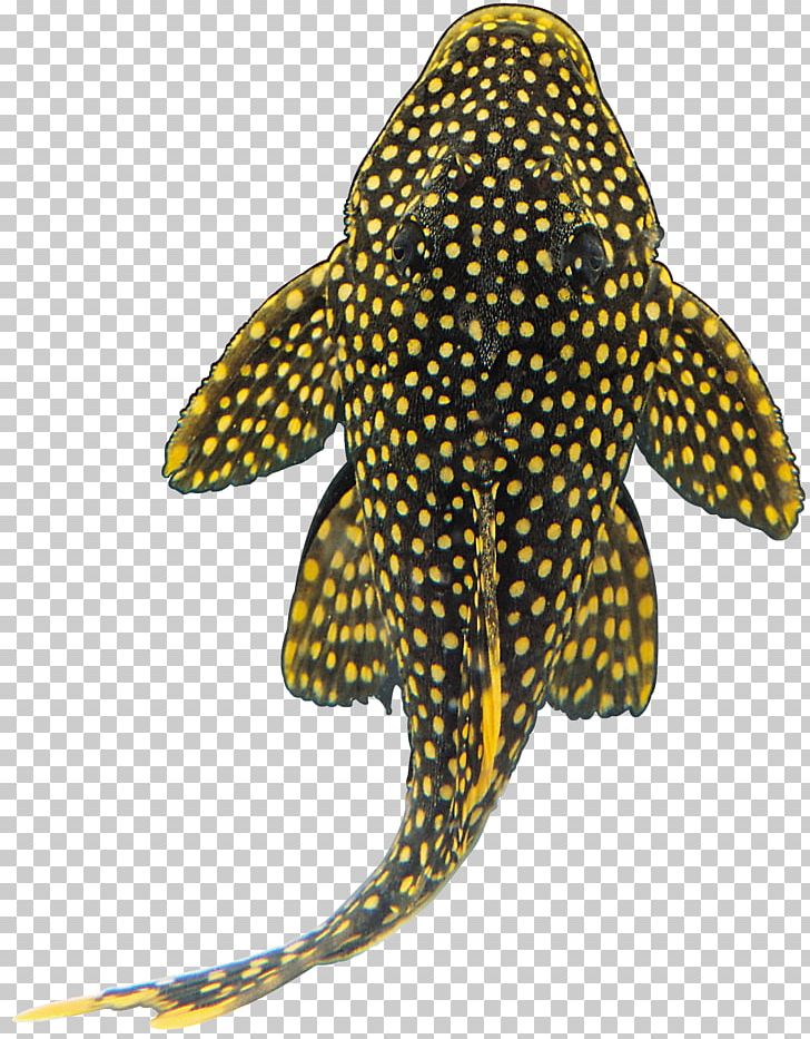 Shark Ornamental Fish Suckermouth Catfish PNG, Clipart, Anchovies, Animals, Aquarium, Carnivoran, Catfish Free PNG Download