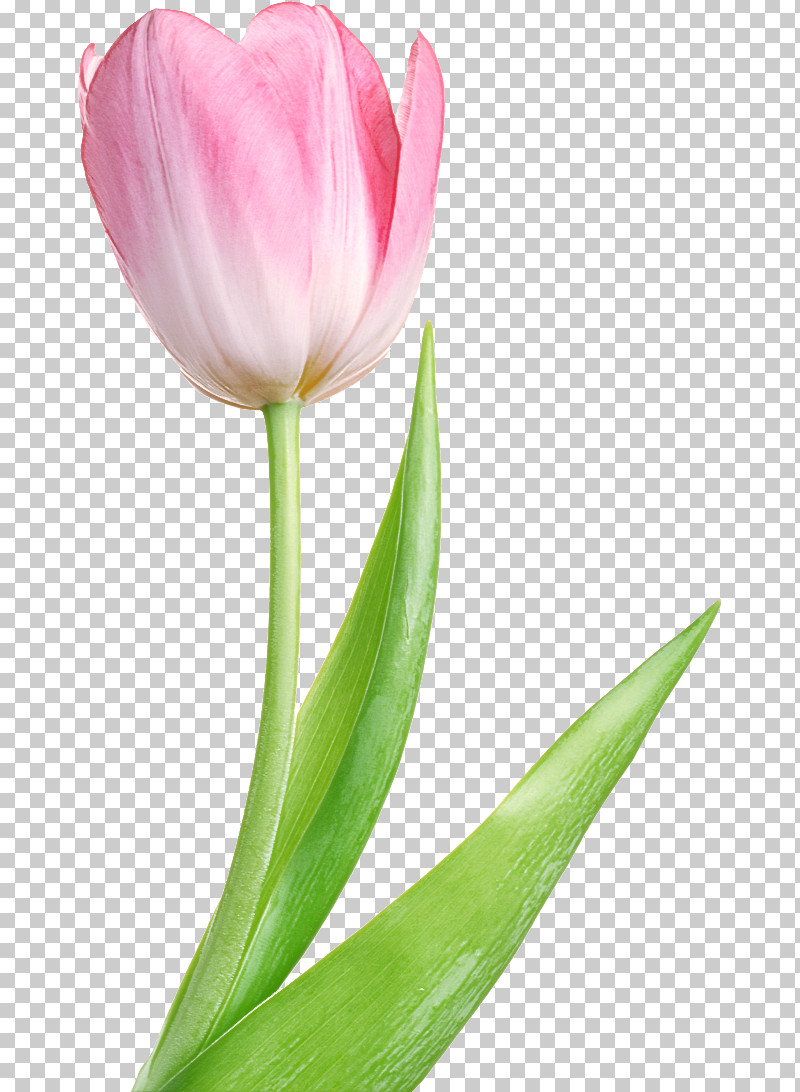 Flower Petal Tulip Plant Tulipa Humilis PNG, Clipart, Bud, Cut Flowers, Flower, Lily Family, Pedicel Free PNG Download