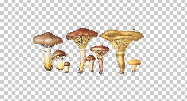 Bolbitius Titubans Mushroom Boletus Drawing Fungus PNG, Clipart, Boletaceae, Cartoon, Color, Color Of Lead, Cute Animal Free PNG Download