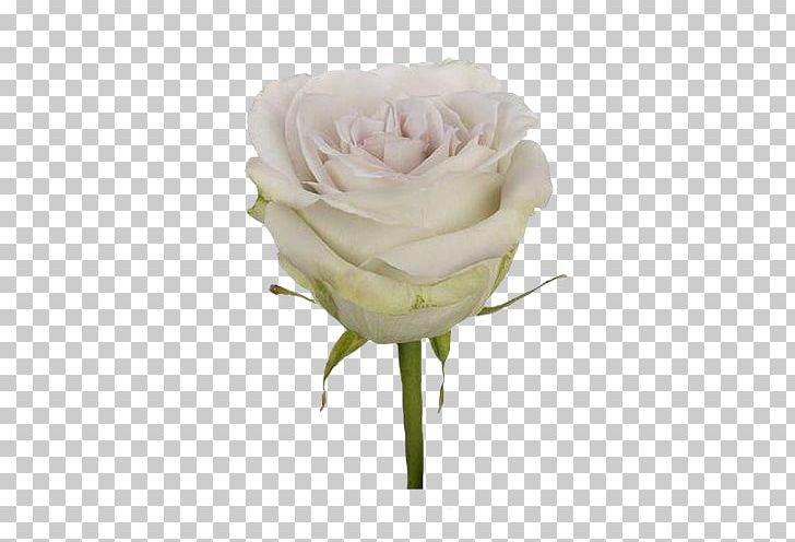 Garden Roses Cabbage Rose Floribunda Cut Flowers Floristry PNG, Clipart, Artificial Flower, Cut Flowers, Floribunda, Florist, Floristry Free PNG Download