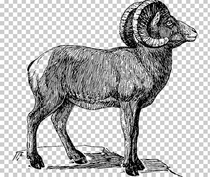 Bighorn Sheep Argali Goat PNG, Clipart, Animals, Argali, Aries, Bighorn, Bighorn Sheep Free PNG Download