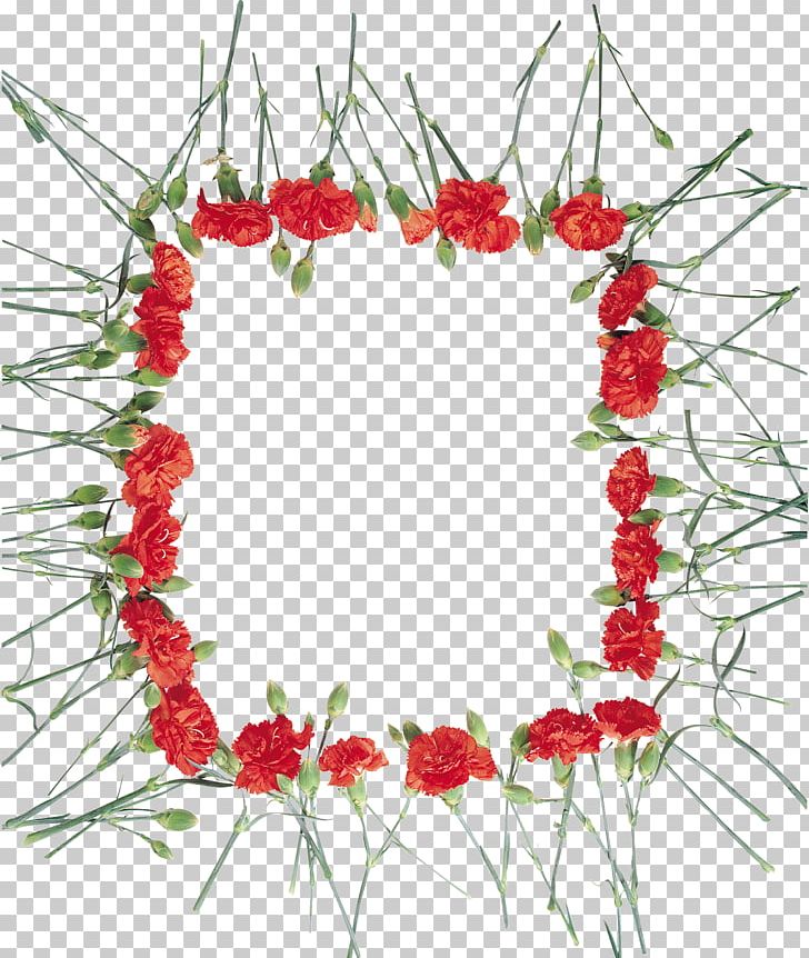 Floral Design Carnation Cut Flowers Photography PNG, Clipart,  Free PNG Download