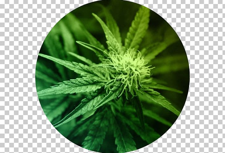 Medical Cannabis Cannabidiol Legality Of Cannabis Cannabis Smoking PNG, Clipart, 420 Day, Cannabidiol, Cannabinoid, Cannabis, Cannabis Cultivation Free PNG Download