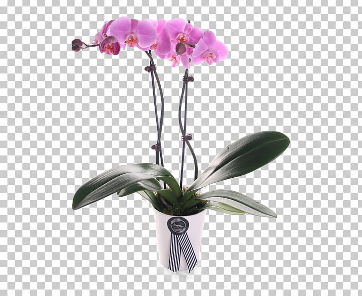Moth Orchids Cattleya Orchids Plant Stem Cut Flowers PNG, Clipart, Artificial Flower, Cattleya, Cattleya Orchids, Color, Cut Flowers Free PNG Download