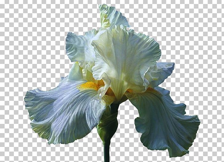 Orris Root Irises Cut Flowers Wholesale PNG, Clipart, August, Cut Flowers, Flower, Flowering Plant, Flowers Free PNG Download