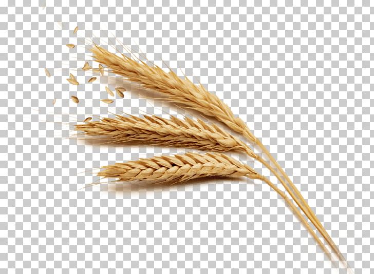 Wheat Rice Harvest PNG, Clipart, Cereal, Cereal Germ, Commodity, Download, Emmer Free PNG Download