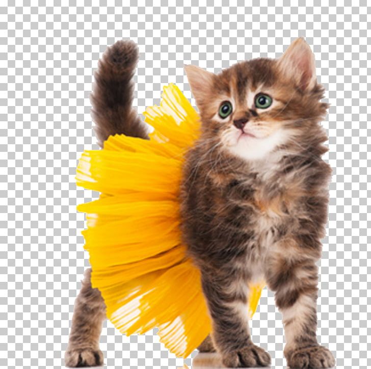 Cat Kitten Dog Halloween Costume PNG, Clipart, Animal, Animals, Carnivoran, Cat Like Mammal, Costume Party Free PNG Download