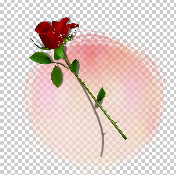 Valentine's Day Rose PNG, Clipart, Background, Decorative, Decorative Pattern, Download, Flower Free PNG Download