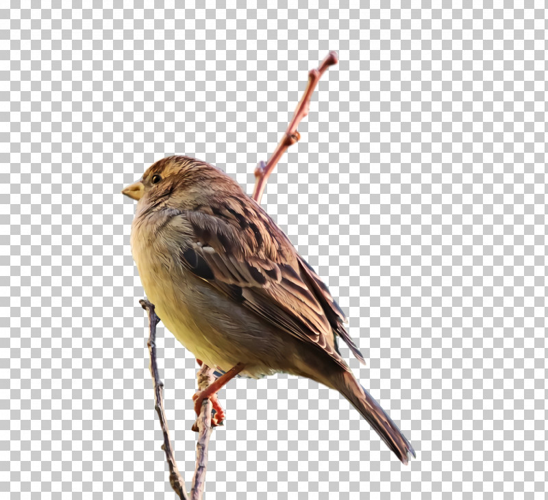 House Sparrow Birds House Finch Ortolan Bunting Old World Sparrow PNG, Clipart, Beak, Birds, Cartoon, Common Nightingale, Finches Free PNG Download