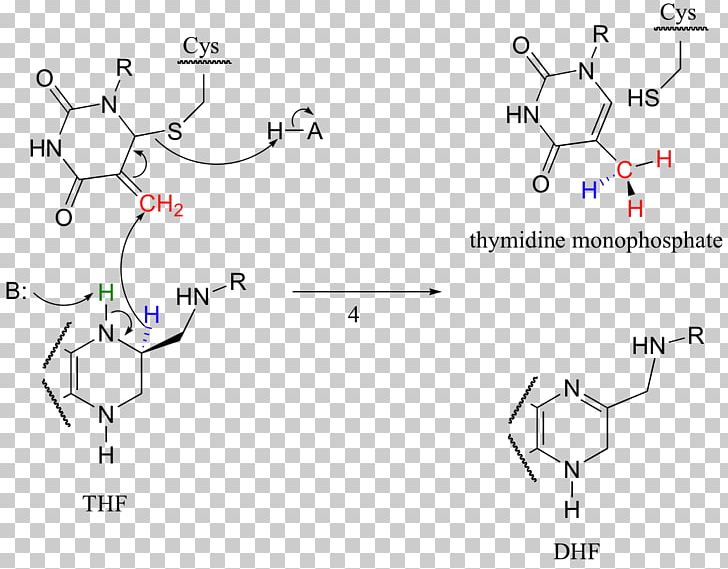 Dihydrofolic Acid Dihydrofolate Reductase Chemical Reaction Tetrahydrofolic Acid PNG, Clipart, Amine, Angle, Area, Chemical Reaction, Enzyme Free PNG Download