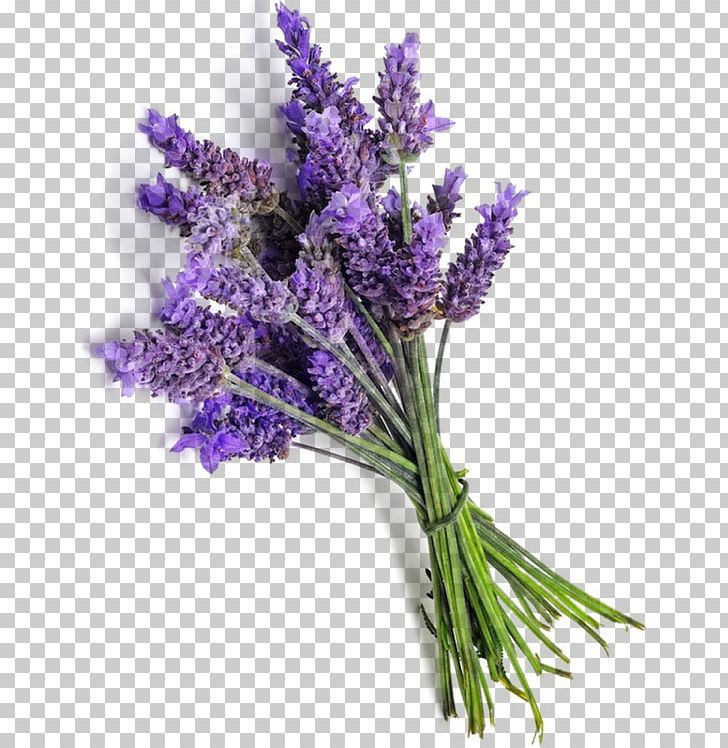 English Lavender French Lavender Essential Oil Provence PNG, Clipart, Aroma Compound, Artificial Flower, Cosmetics, Cut Flowers, English Lavender Free PNG Download
