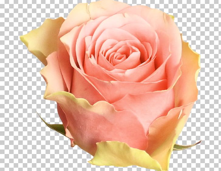 Garden Roses Beach Rose Centifolia Roses Pink PNG, Clipart, Centifolia Roses, Closeup, Cut Flowers, Decoration, Designer Free PNG Download