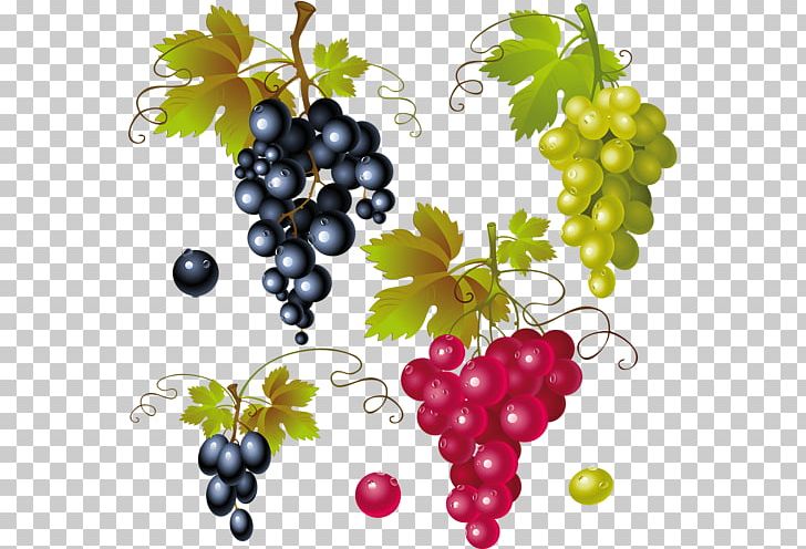 Red Wine Common Grape Vine PNG, Clipart, Berry, Flowering Plant, Food, Food Drinks, Fruit Free PNG Download