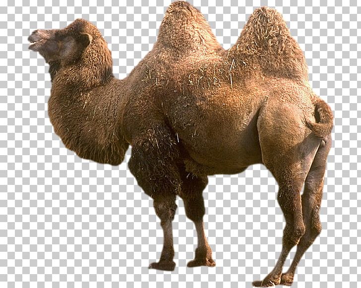 Bactrian Camel Cat Camel Train Cursive Kitten PNG, Clipart, Animal, Animals, Arabian Camel, Bactrian Camel, Black Cat Free PNG Download