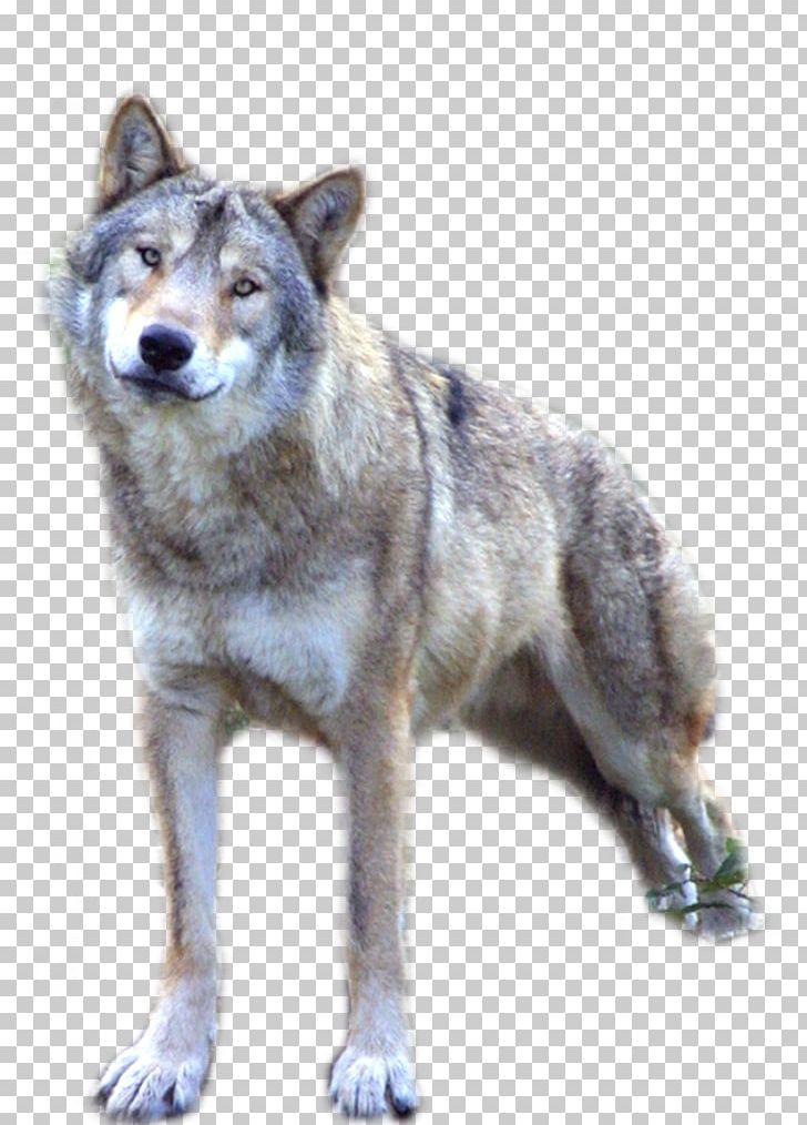 Dog Ethiopian Wolf PNG, Clipart, Animal, Animals, Apex Predator, Canis, Canis Lupus Tundrarum Free PNG Download