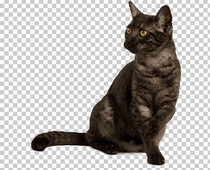 Korat British Shorthair American Shorthair European Shorthair Chartreux PNG, Clipart, American Wirehair, Appetite, Asian, Australian, Carnivoran Free PNG Download