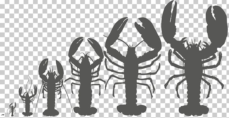 Mammal Finger Lobster Line Art PNG, Clipart, Animals, Arm, Art, Black And White, Claw Free PNG Download