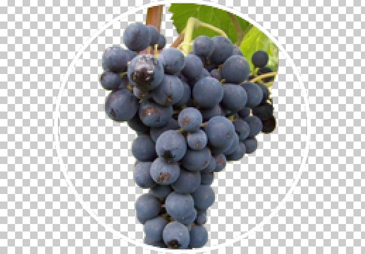 Sultana Sauvignon Blanc Cabernet Sauvignon Zante Currant Cabernet Franc PNG, Clipart, Berry, Bilberry, Blueberry, Cabernet, Common Grape Vine Free PNG Download