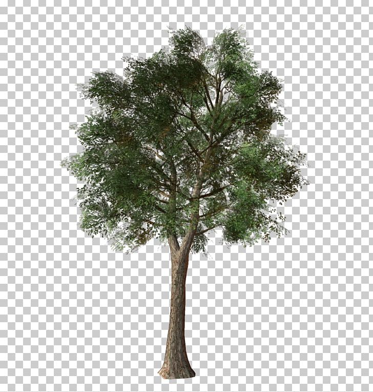 Branch Tree Shrub Topiary Evergreen PNG, Clipart, Bay Laurel, Box, Branch, Deciduous, Evergreen Free PNG Download