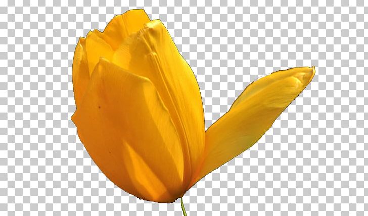 Tulip Flower PNG, Clipart, Beauty, Beauty Salon, Color, Designer, Download Free PNG Download