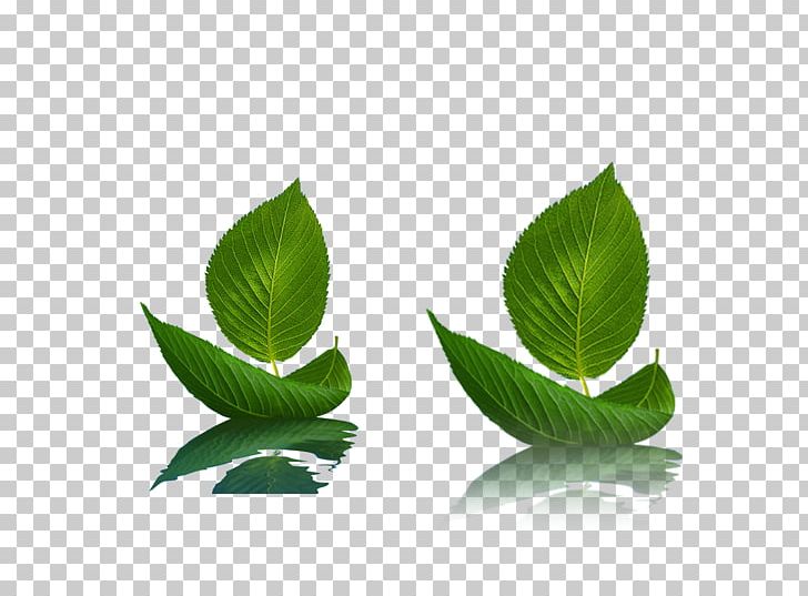 Leaf Maple Leaf Environmental PNG, Clipart, Adobe Illustrator, Autumn Leaf, Boat, Boating, Boats Free PNG Download