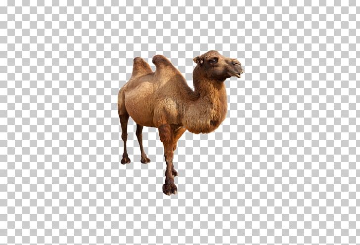 Bactrian Camel Dromedary Stock Photography PNG, Clipart, Animals, Arabian Camel, Bimodal, Camel, Camel Like Mammal Free PNG Download