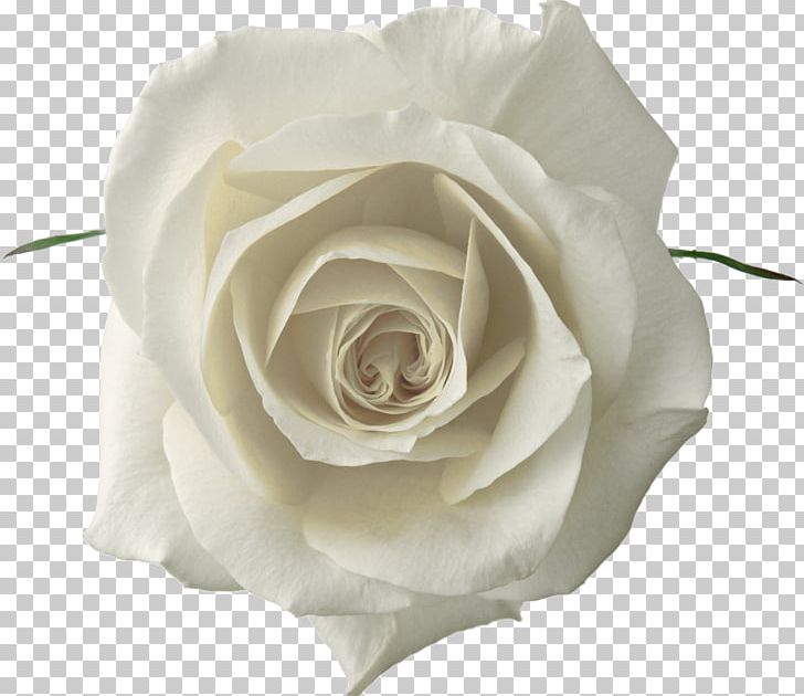 Garden Roses Desktop PNG, Clipart, Actor, Celebrities, Cut Flowers, Desktop Wallpaper, Floribunda Free PNG Download