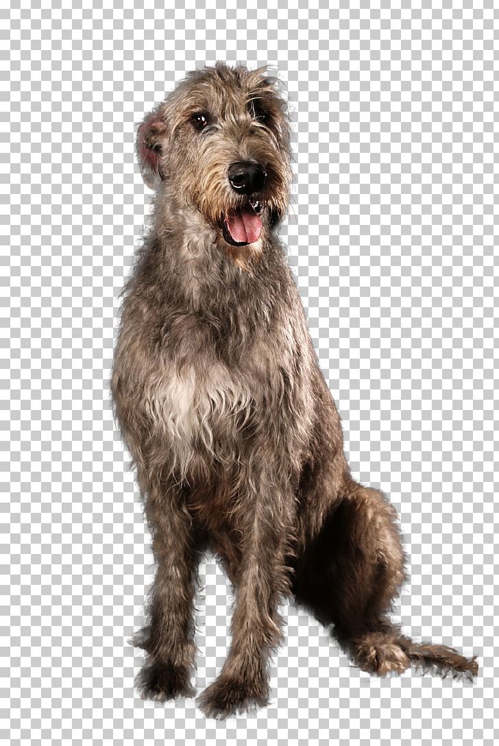 Irish Terrier Irish Wolfhound Scottish Deerhound Glen Pumi Dog PNG, Clipart, Bread Pan, Breed, Carnivoran, Dog, Dog Breed Free PNG Download