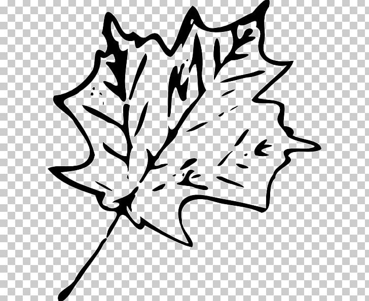 Maple Leaf Drawing Green PNG, Clipart, Artwork, Autumn Leaf Color, Black And White, Branch, Drawing Free PNG Download