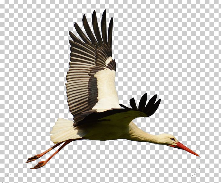 White Stork Bird Goose Flight PNG, Clipart, Animal, Beak, Bird, Bird Flight, Ciconiiformes Free PNG Download