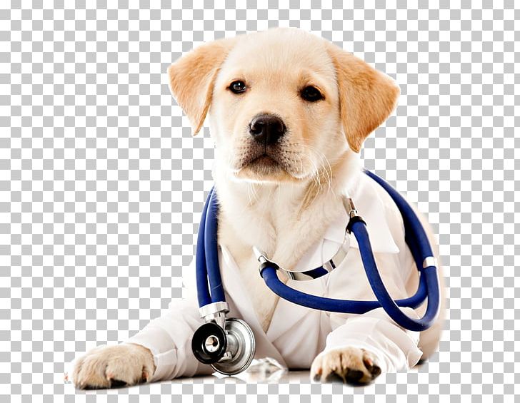 Dog Pet Veterinarian Health Care PNG, Clipart,  Free PNG Download