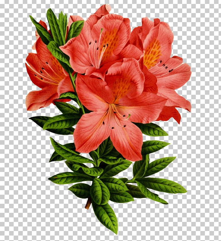 Floral Design Flower Art Azalea PNG, Clipart, Alstroemeriaceae, Art, Art Museum, Azalea, Canvas Print Free PNG Download