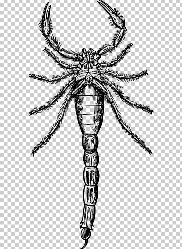 Scorpion Drawing Arthropod PNG, Clipart, Animal, Arachnid, Art, Arthropod, Black And White Free PNG Download