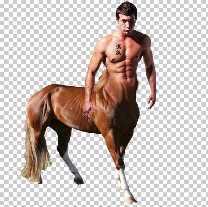 Horse Centaur Human Body Equestrian Human Head PNG, Clipart, Abdomen, Animals, Bridle, Centaur, English Riding Free PNG Download