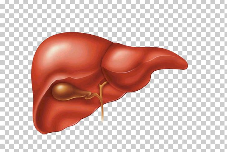 Liver And Gallbladder Gallbladder Flush Liver Disease PNG, Clipart, Cirrhosis, Digestion, Ear, Facial, Fatty Liver Free PNG Download