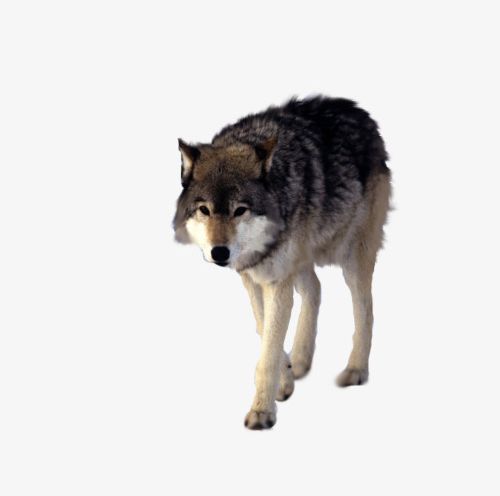 Walking Wolf PNG, Clipart, Animal, Animals, Animals In The Wild, Animal Themes, Canine Free PNG Download
