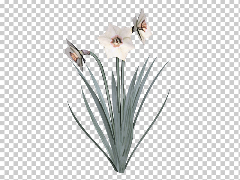 Wild Daffodil Bunch-flowered Daffodil Flower Cut Flowers Vase PNG, Clipart, Bunchflowered Daffodil, Cut Flowers, Daffodil, Flower, Plants Free PNG Download