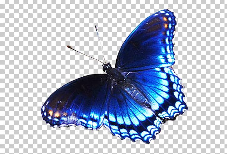 Butterfly Blue PNG, Clipart, Blue, Blue Abstract, Brush Footed Butterfly, Color, Electric Blue Free PNG Download