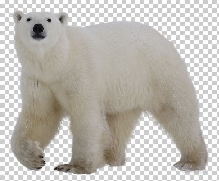 Polar Bear PNG, Clipart, Animal Figure, Animals, Bear, Carnivoran, Computer Icons Free PNG Download