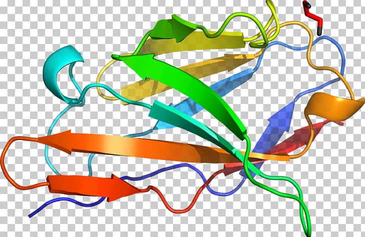Product Design Line Organism PNG, Clipart, Area, Artwork, Line, Organism, Special Olympics Area M Free PNG Download