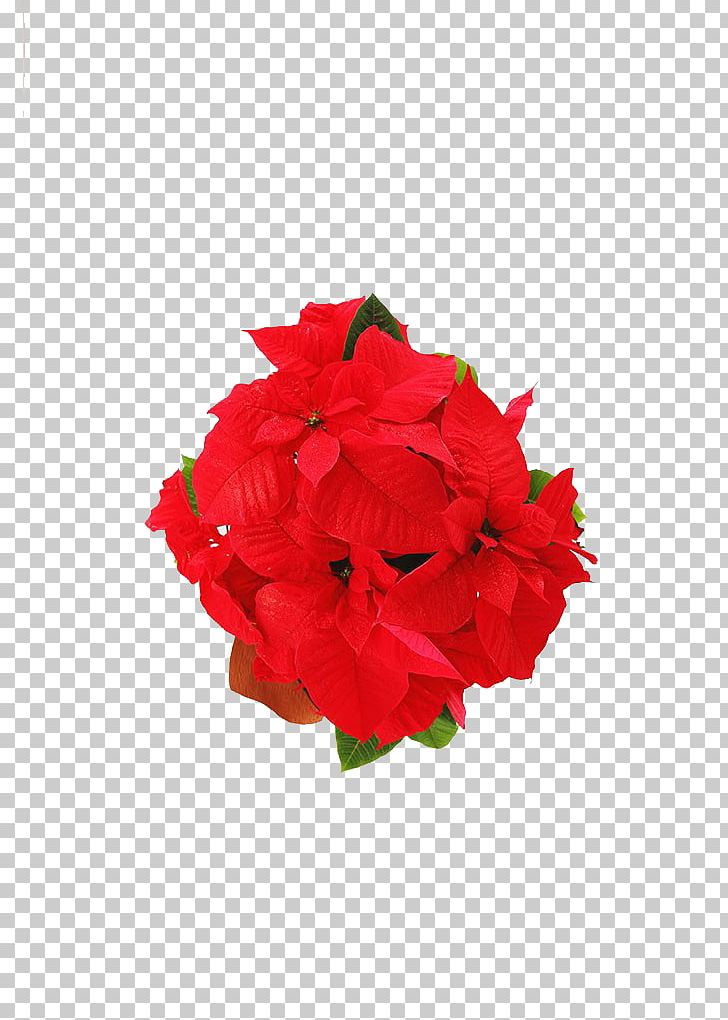 Red Flower PNG, Clipart, Cut Flowers, Decorative, Decorative Material, Designer, Download Free PNG Download