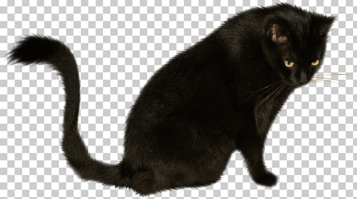 Black Cat Bombay Cat Korat Kitten Domestic Short-haired Cat PNG, Clipart, Animal, Animals, Asian, Black, Black Cat Free PNG Download