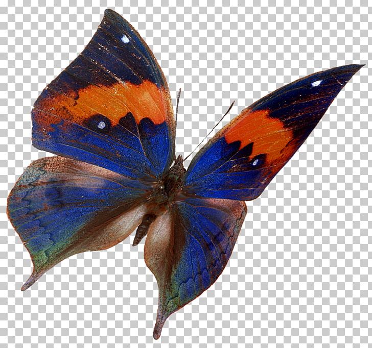 Brush-footed Butterflies Gossamer-winged Butterflies Moth Butterfly Microsoft Azure PNG, Clipart, Arthropod, Brush Footed Butterfly, Butterfly, Insect, Insects Free PNG Download