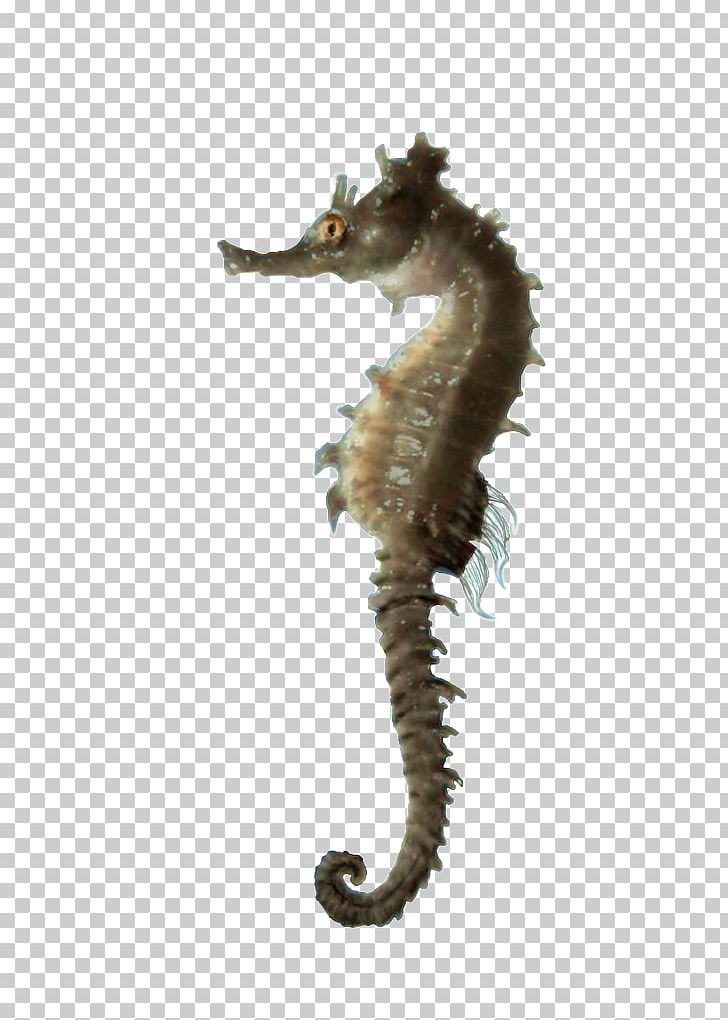 Seahorse Computer Icons PNG, Clipart, Animal, Animals, Art, Clip Art, Computer Icons Free PNG Download