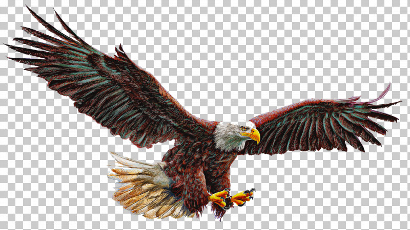 Bird Bird Of Prey Eagle Accipitridae Bald Eagle PNG, Clipart, Accipitridae, Bald Eagle, Beak, Bird, Bird Of Prey Free PNG Download