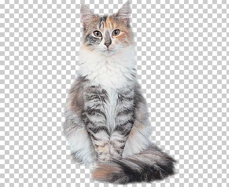 Siberian Cat Norwegian Forest Cat Maine Coon Kitten Siamese Cat PNG, Clipart, American Wirehair, Animals, Carnivoran, Cat Like Mammal, Fauna Free PNG Download
